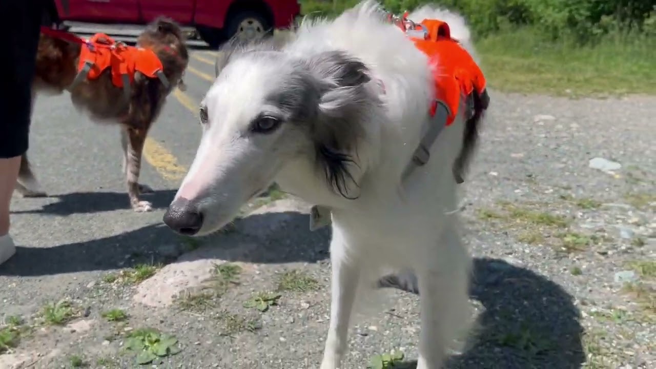 Greyhound Pets NL June Walk 2025