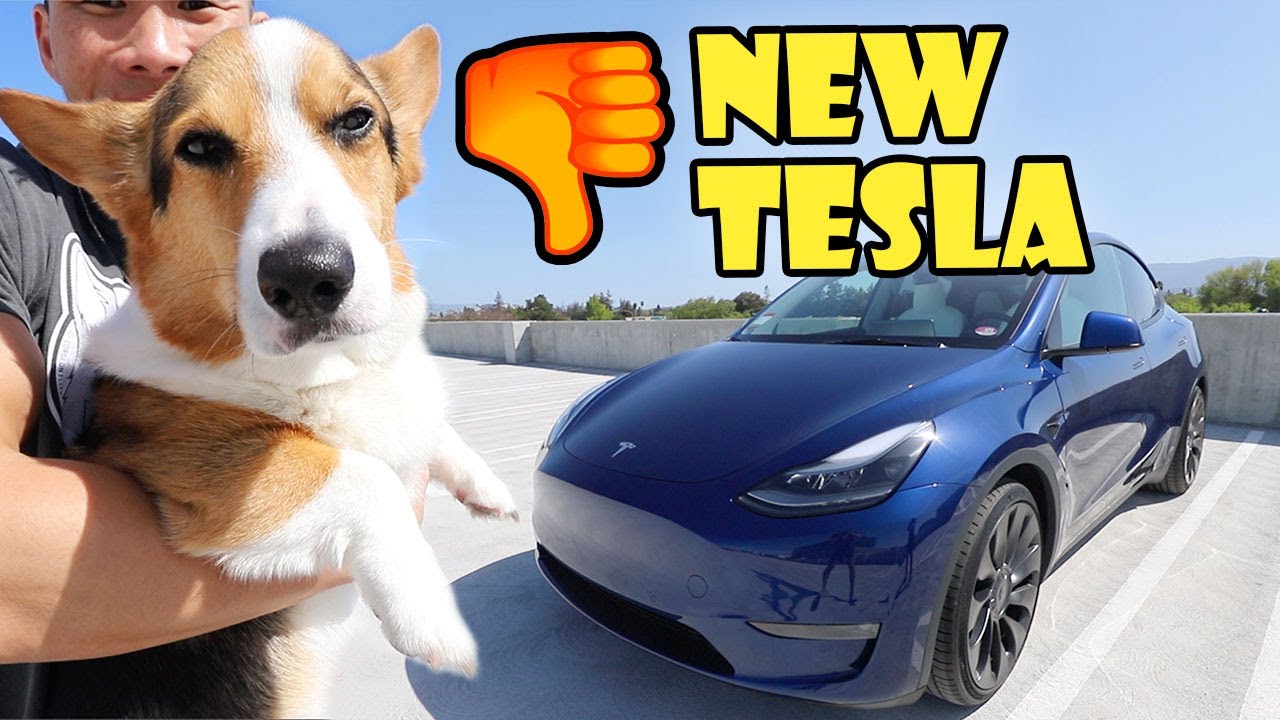 My Corgi Dog REJECTS our NEW TESLA Car 👎 || Life After College: Ep. 733