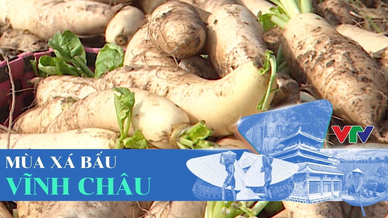THƯƠNG NHỚ MIỀN TÂY - MÙA XÁ BẤU VĨNH CHÂU | VTV CẦN THƠ