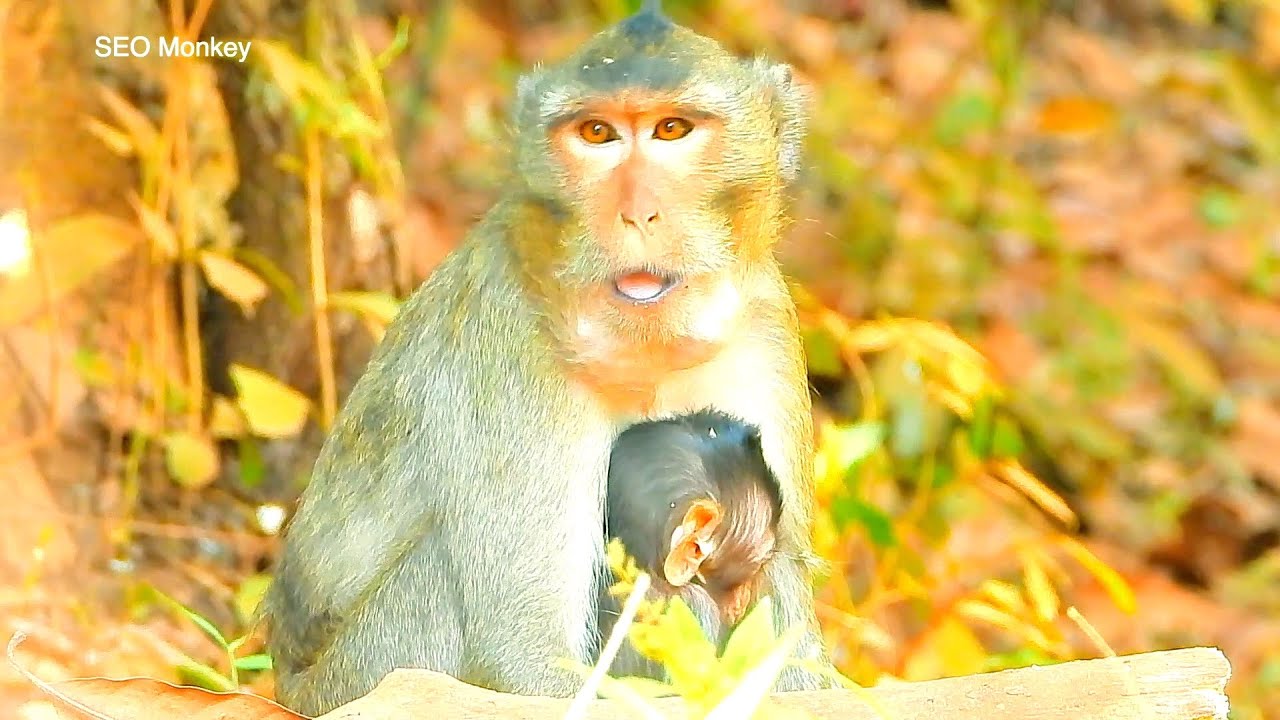 Miyeon Monkey And Baby Mile Are Fantastic