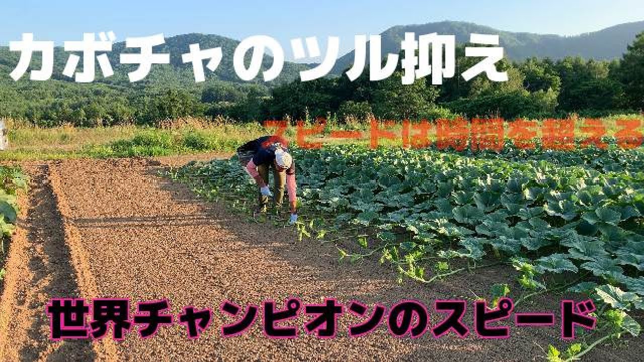 【とにかく早い！】乱れたカボチャのツルを最速での抑え方