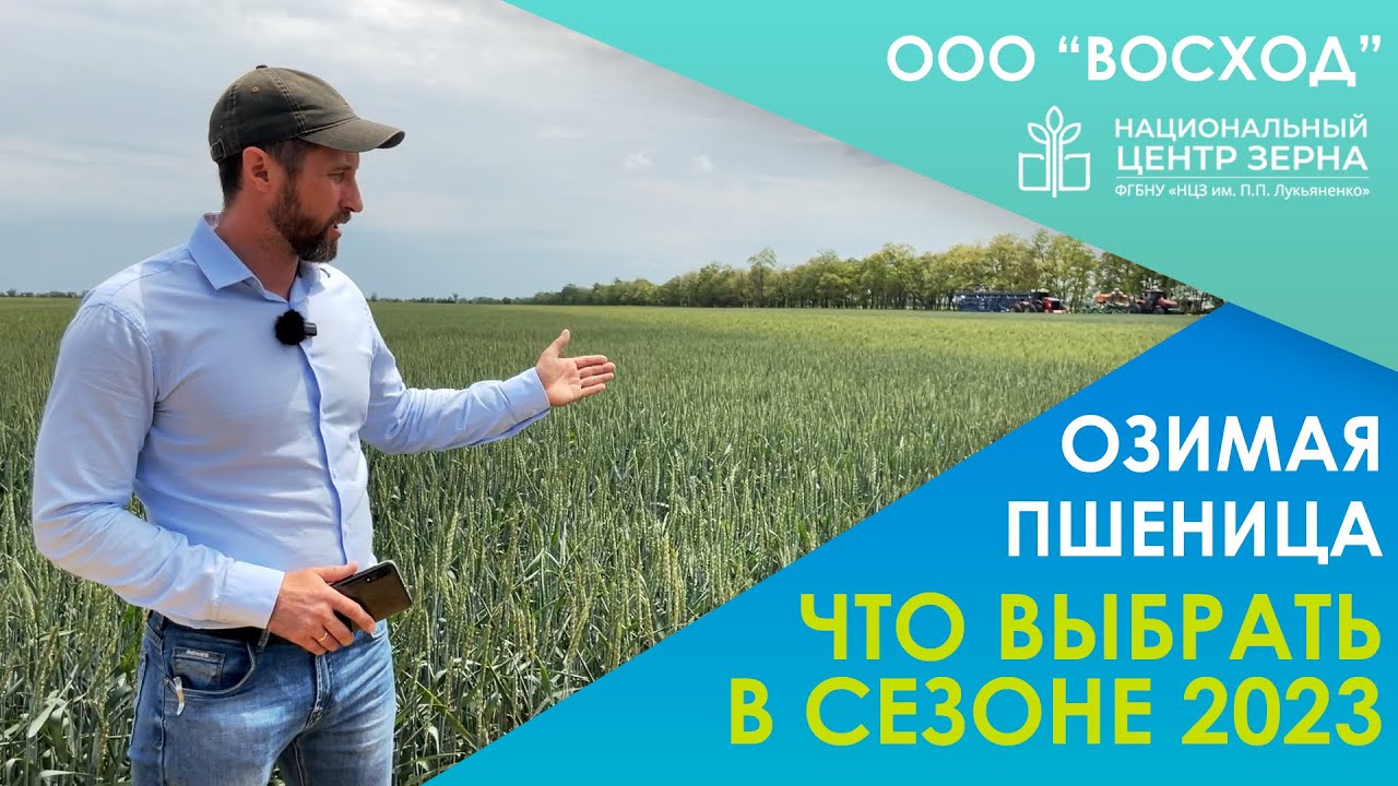 Озимая пшеница 2023: Выбор сортов / ДЕНЬ ПОЛЯ ООО 