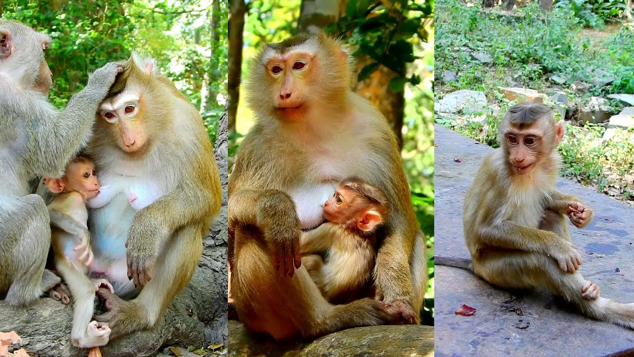 Adorable Rina baby feels very comfortable when Rose pays attention nursing.