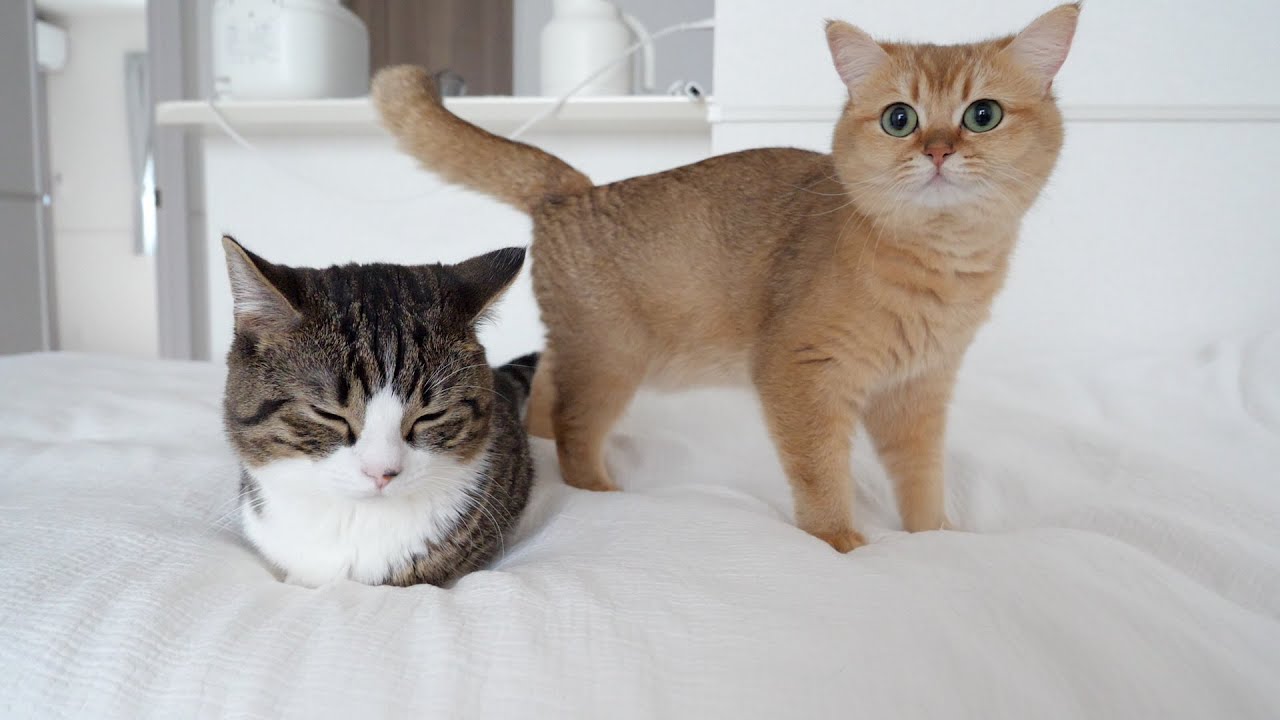 After putting the baby kitten to sleep...