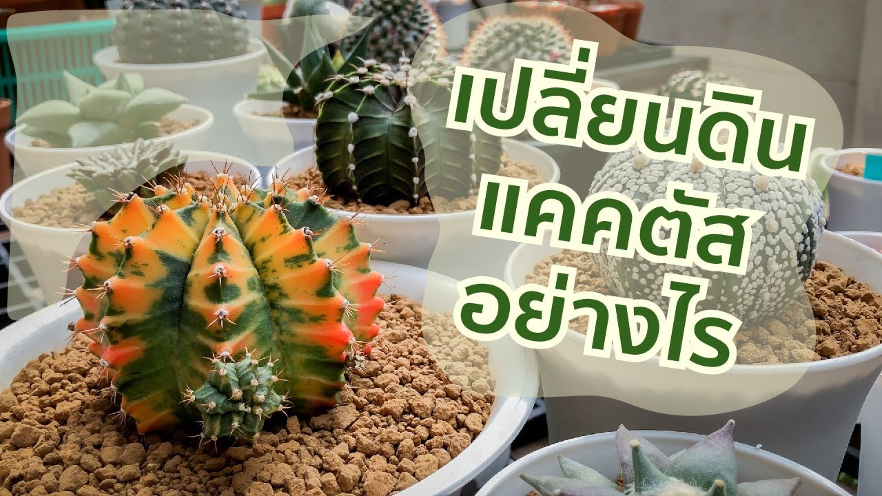 เปลี่ยนดิน ขยายกระถางให้แคคตัส ทำอย่างไร ?