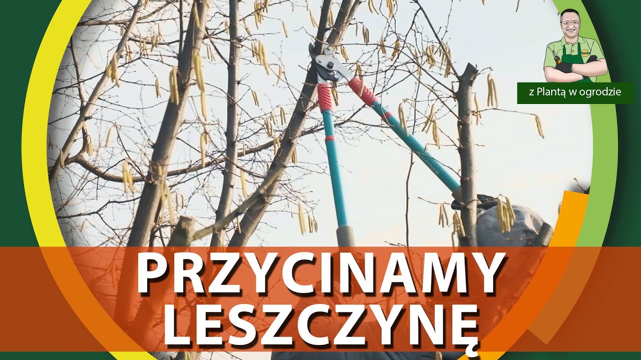 Jak przycinać leszczynę - Z PLANTĄ W OGRODZIE