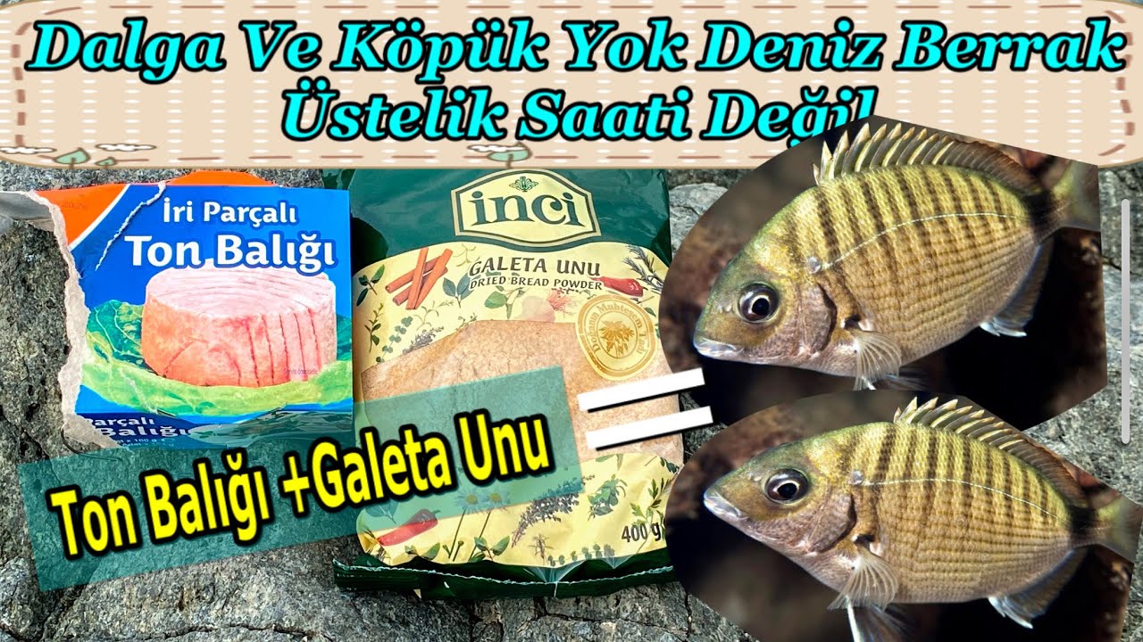 #reklamdeğildir  SARGOZ AVI NASIL YAPILIR // SARGOZ İÇİN YEMLEME TARİFİ // BÜYÜK SARGOZ YAKALAMAK