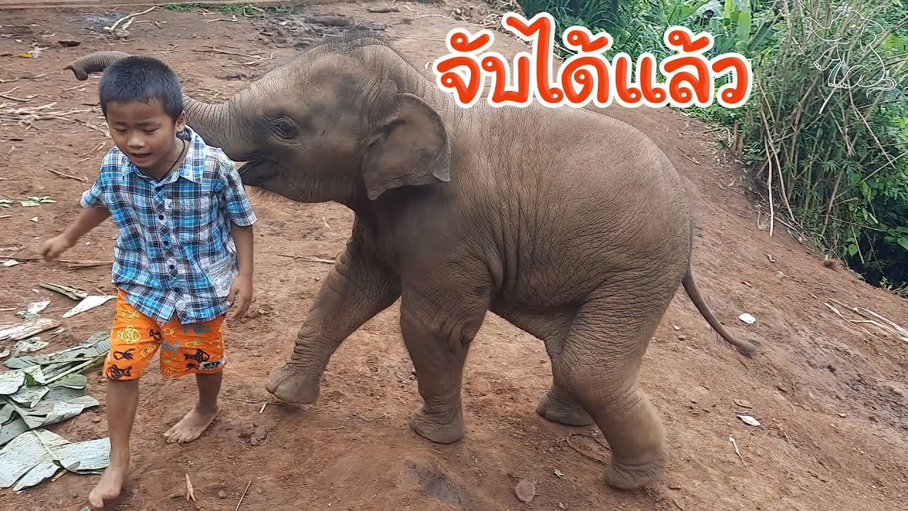 น้องจูเนียร์ เล่นวิ่งไล่จับกับพี่บ๊อบ - น้องจูเนียร์ Family Ep.