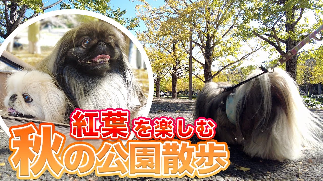 もふもふ犬も大興奮！紅葉スポットとして人気の国営公園をペキニーズたちが初散歩