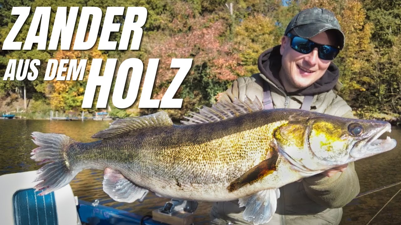 Zander flach im Holz? Spannende Einblicke in die Seen Brandenburgs #zanderangeln