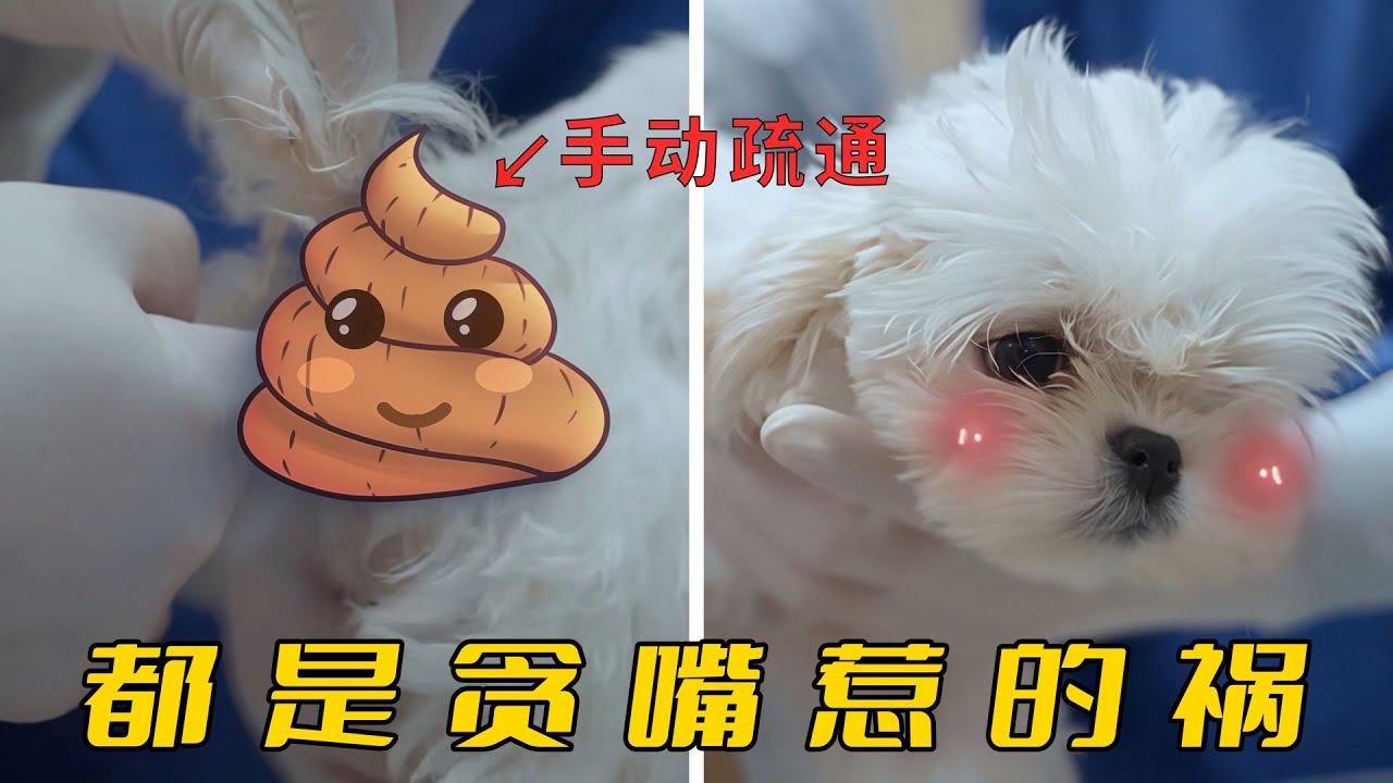 狗狗腸子被屎球堵住，神醫靠一根手指解決，罪魁禍首竟然是它！