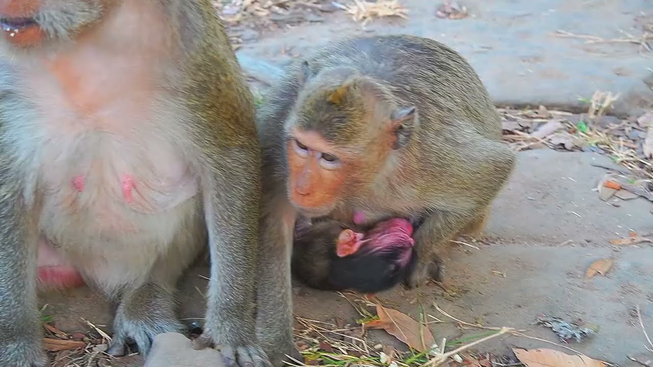Oh No!! King SAMSON Gave A Warning To Newborn Meeko's Mom When She Not Care Well Her Baby