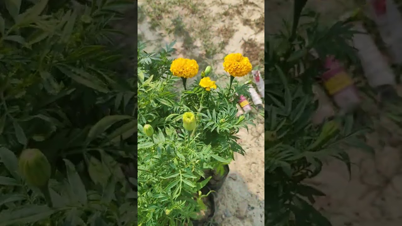 Many kinds of Marrygold flowers i have. #nature #naturephotography #natural #MarryGold