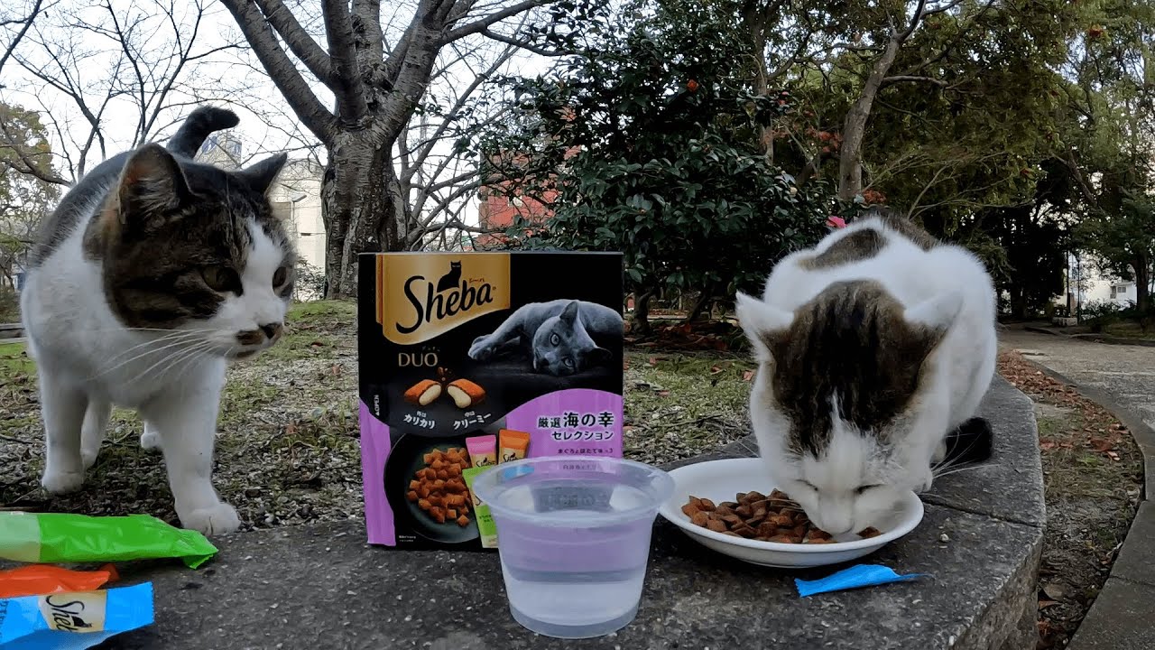 礼儀正しく順番を待った末に機嫌良くご飯を食べていたキジシロちゃんに、あろうことか武力を行使して強引にぶんどって食べるスマイル君ｗ