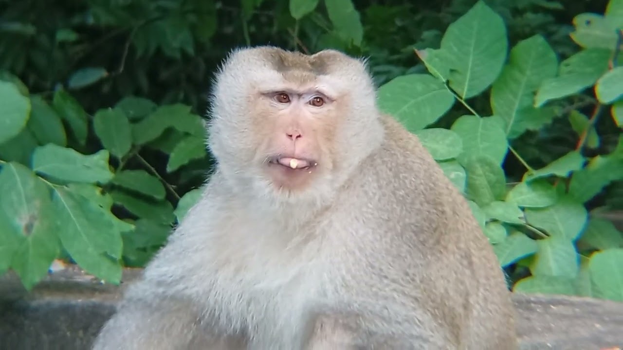 Monkey fail down on tree 