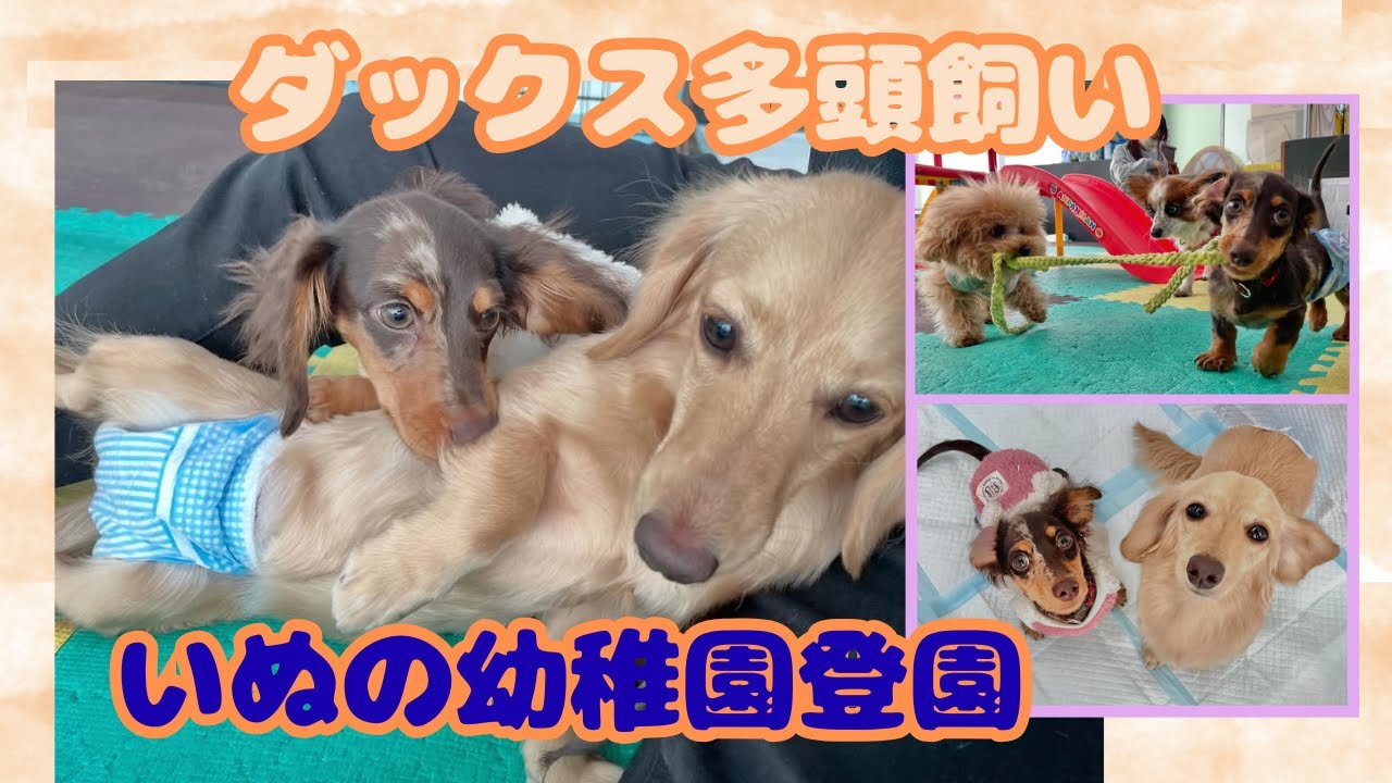 【エトワとステラ】ダックス子犬　いぬの幼稚園登園　おもちゃ遊びも　Dog kindergarten