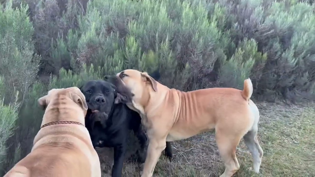 Farm dogs life on the farm 