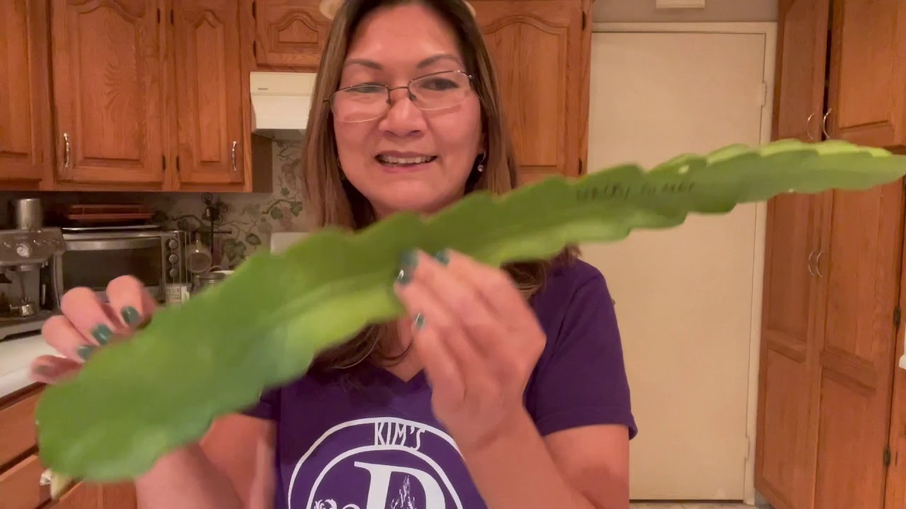 Halleys Comet Taste Test