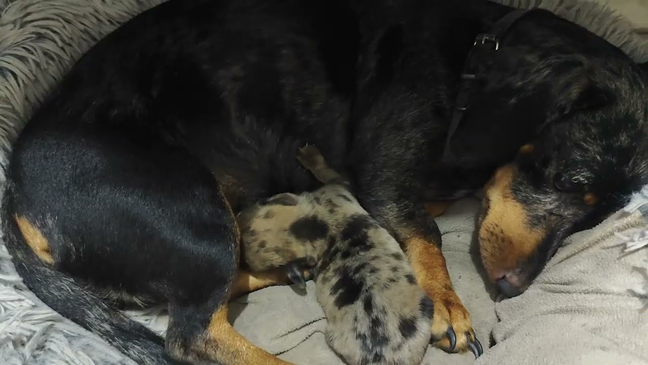 My dachshund's only puppy