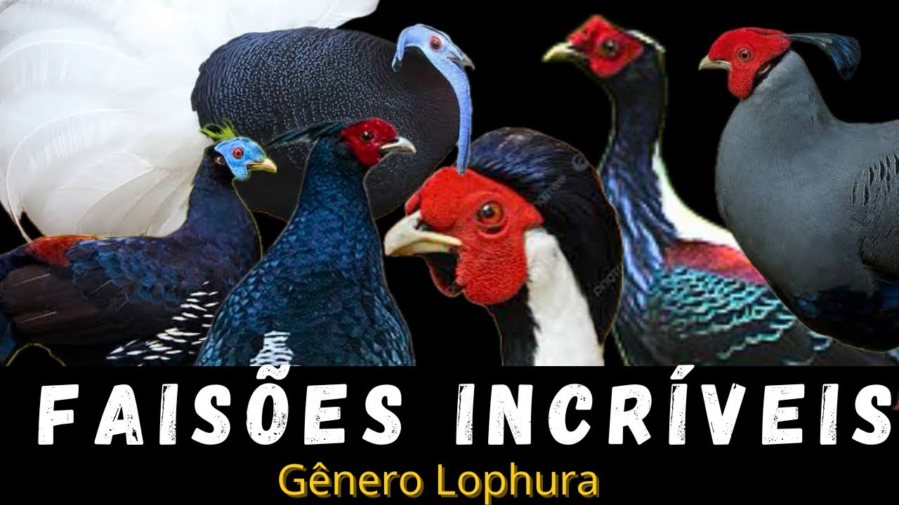 FAISÕES DO GÊNERO LOPHURA / VISITANDO O CRIADOURO ALIANÇA