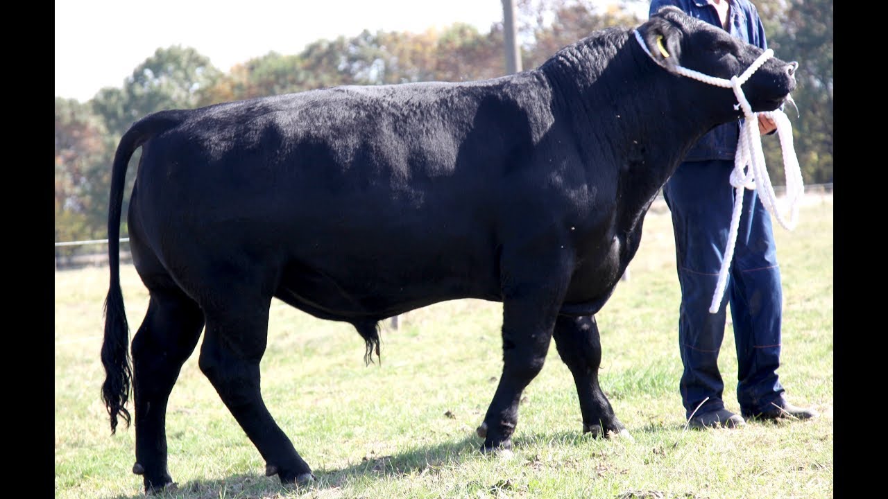 Във фермата на Борис Лазаров Thrace Angus Farms