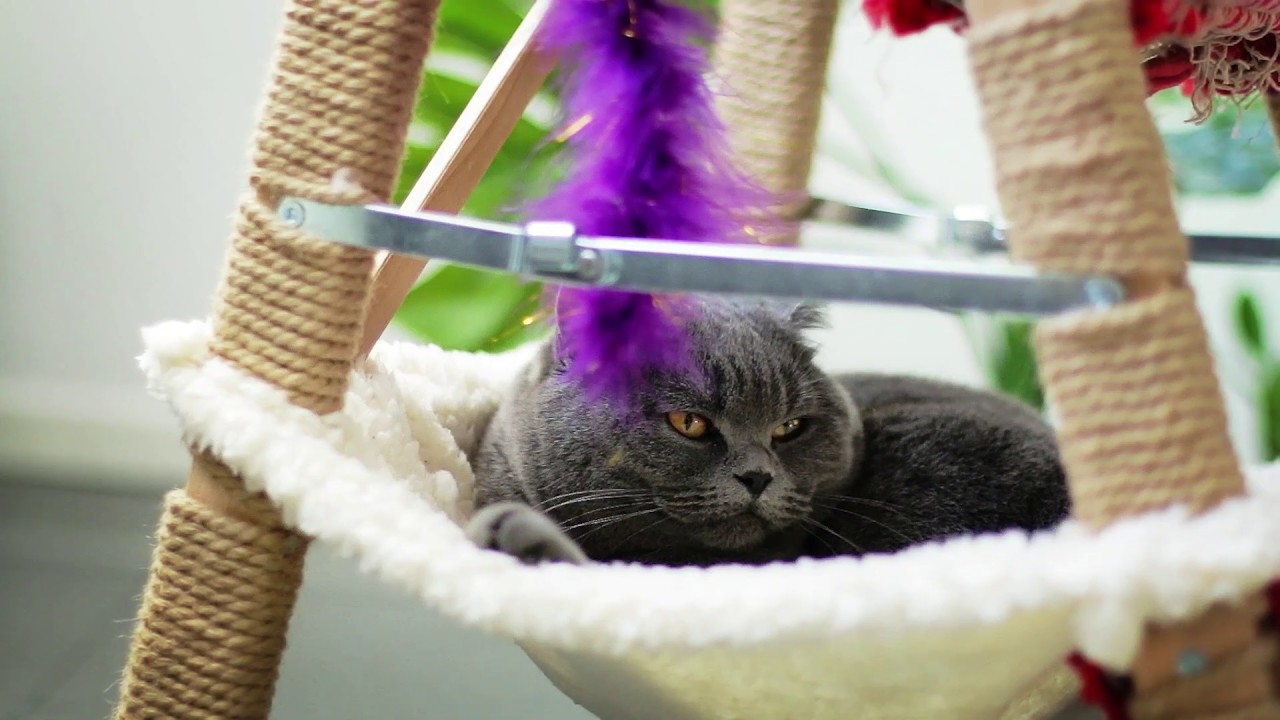 3 trucos ingeniosos para que tus gatos se pongan muy felices 🐱