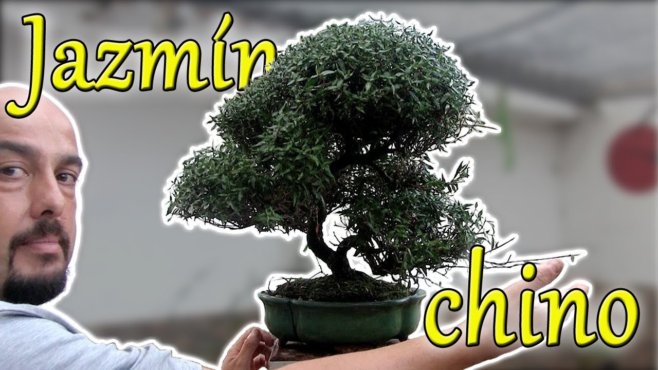Jazmín chino que se va de las manos