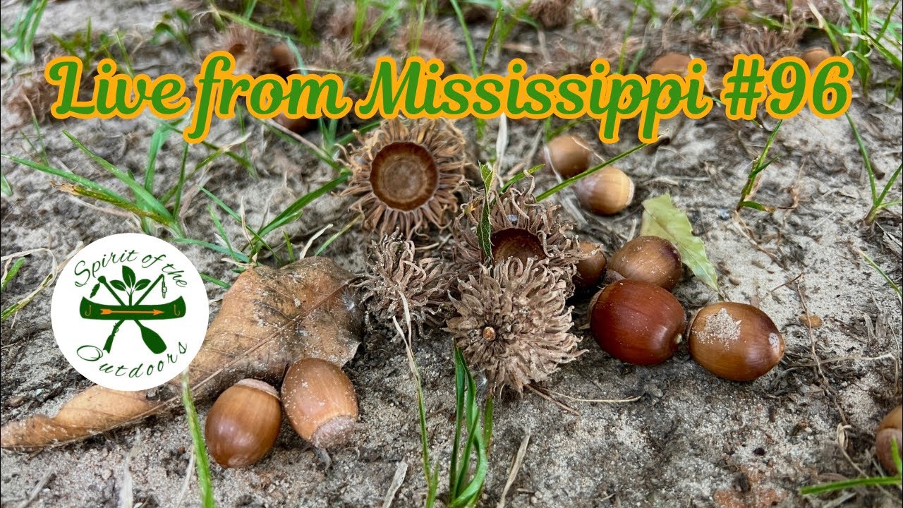 Live from Mississippi #96