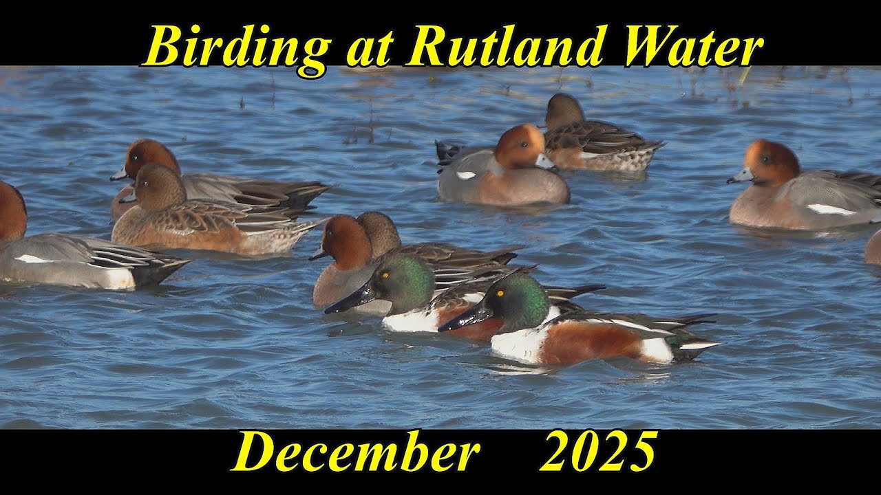 Bird Watching @ Rutland Water   Dec  2025