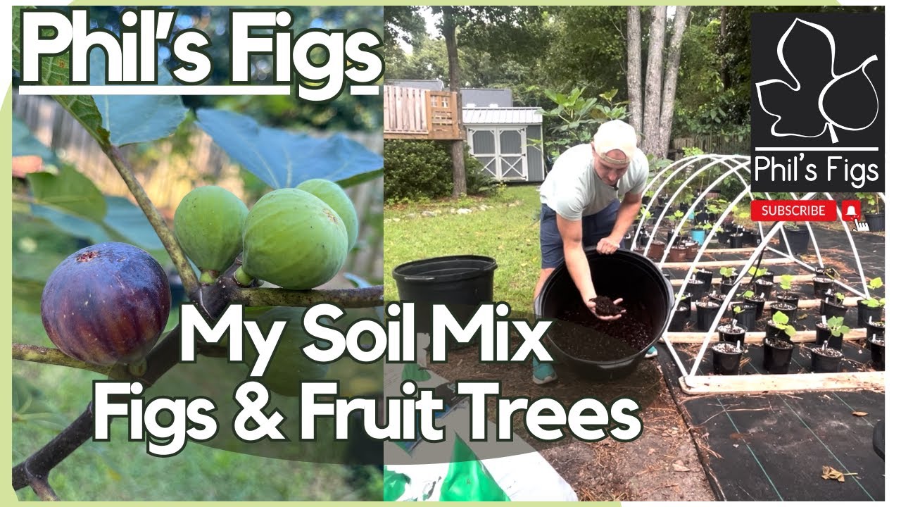 My Soil Mix for Figs & Fruit Trees.  Effective and Simple!