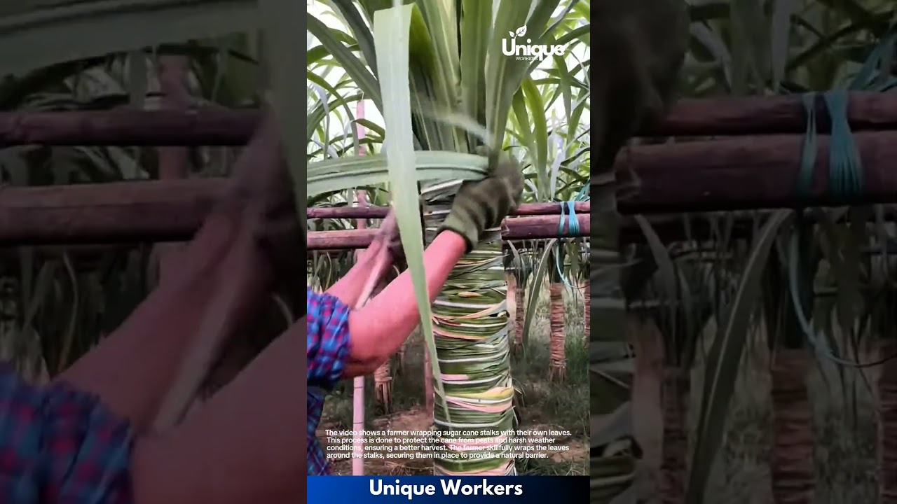 Sugar Cane Wrapping: A Farmer's Method for Protecting Crops