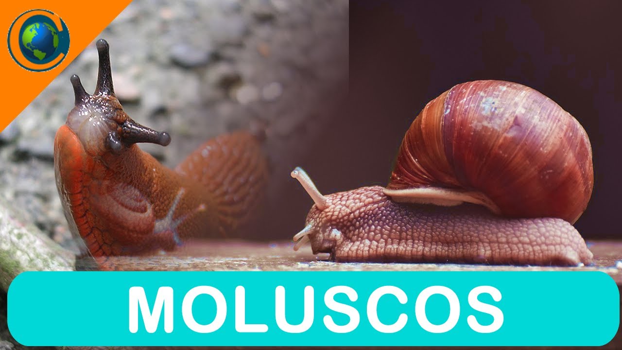 ZOOLOGIA - MOLUSCOS