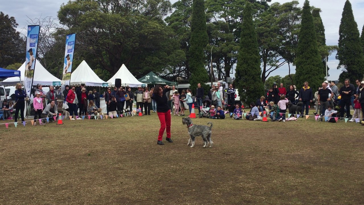 Dancing Schnauzer - Dances with Dogs  Bachi - Mosman Pet Care Day 2018