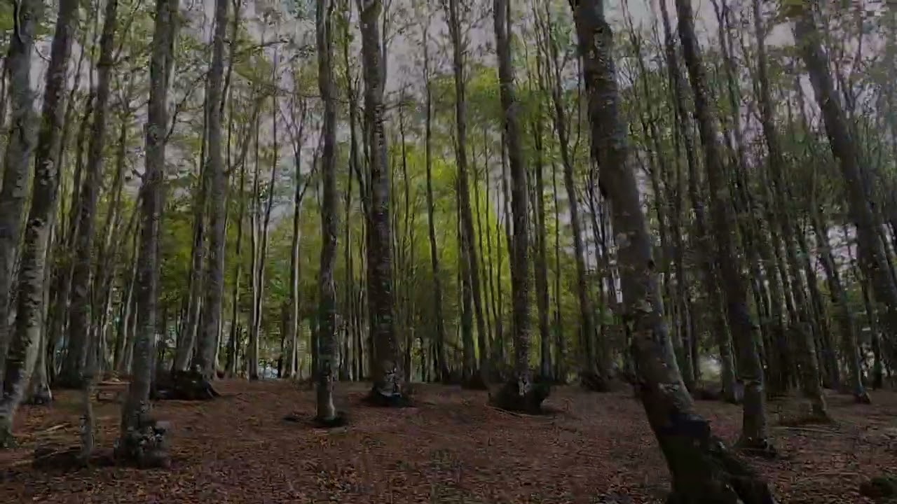 Las Burbonas y bosque de Altube. Parque natural del Gorbea.