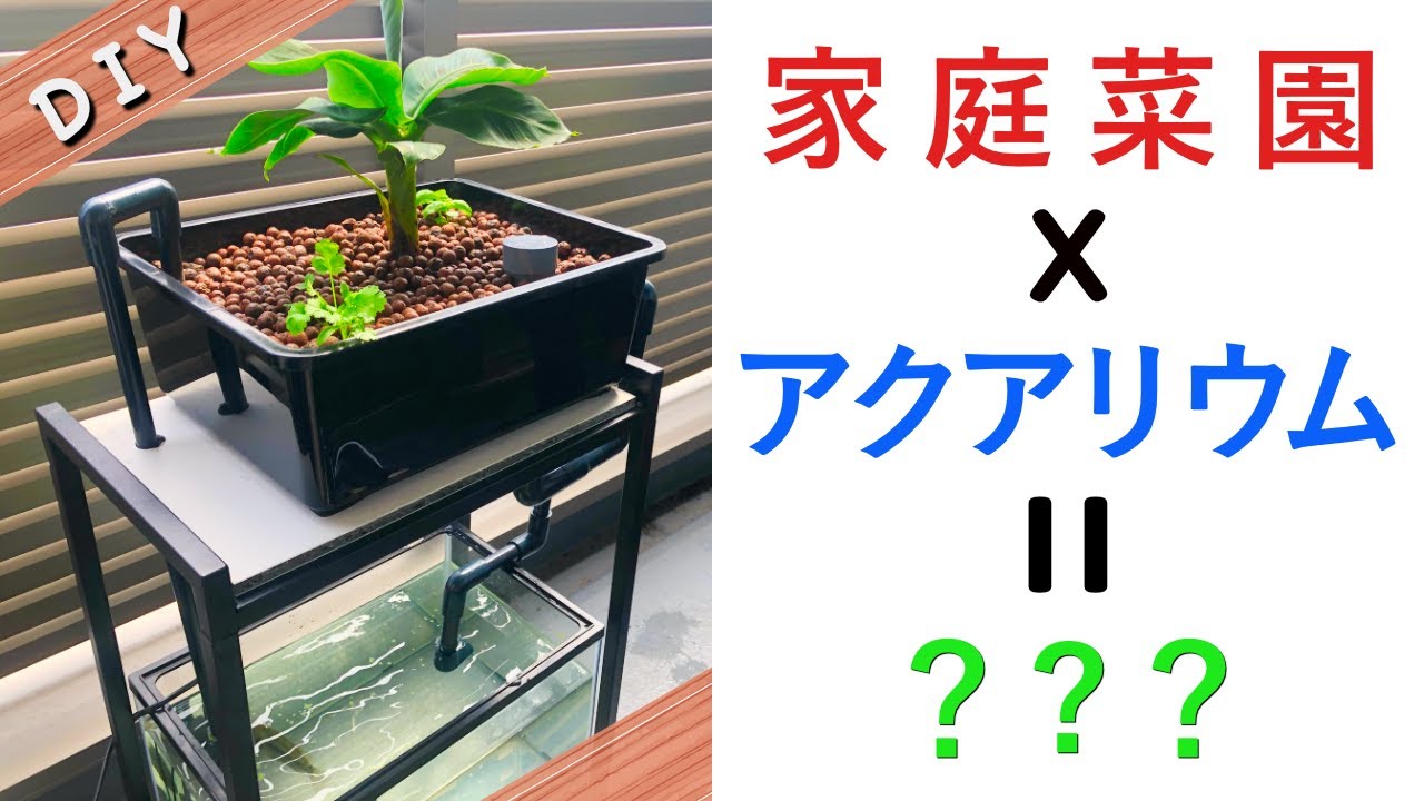 【自宅でDIY】アクアポニックスの作り方