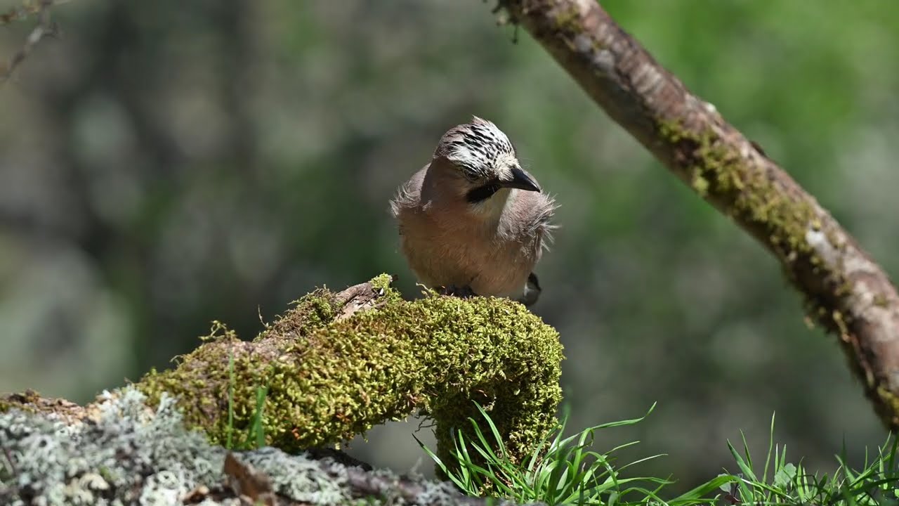 Hides de Crémenes