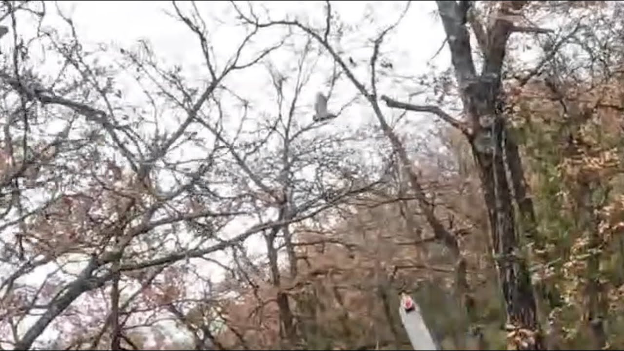 becadas de navidad
