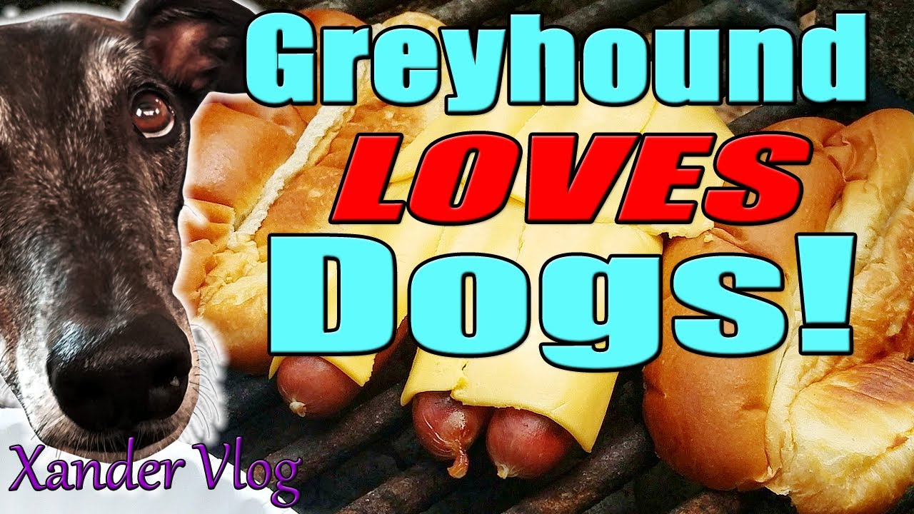 Greyhound reviews Sahlen's grilled hot dogs | Cookout at Lake Townsen Preserve with a retired racer