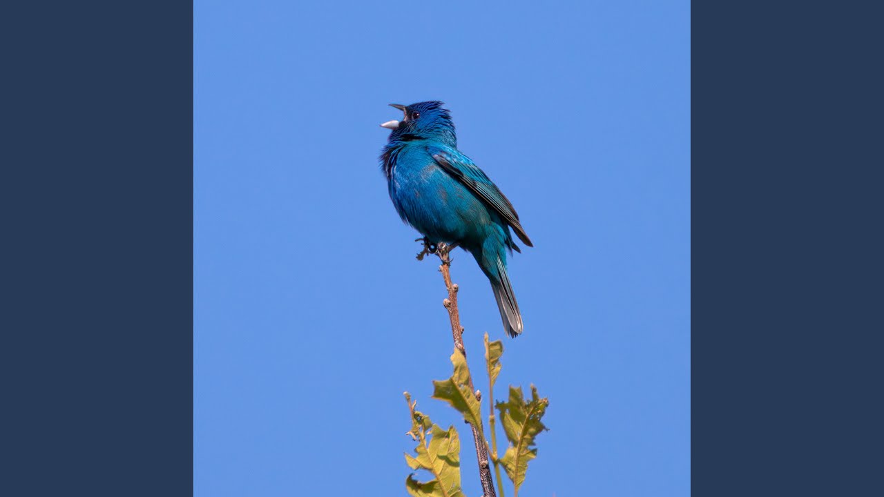 Blue bird