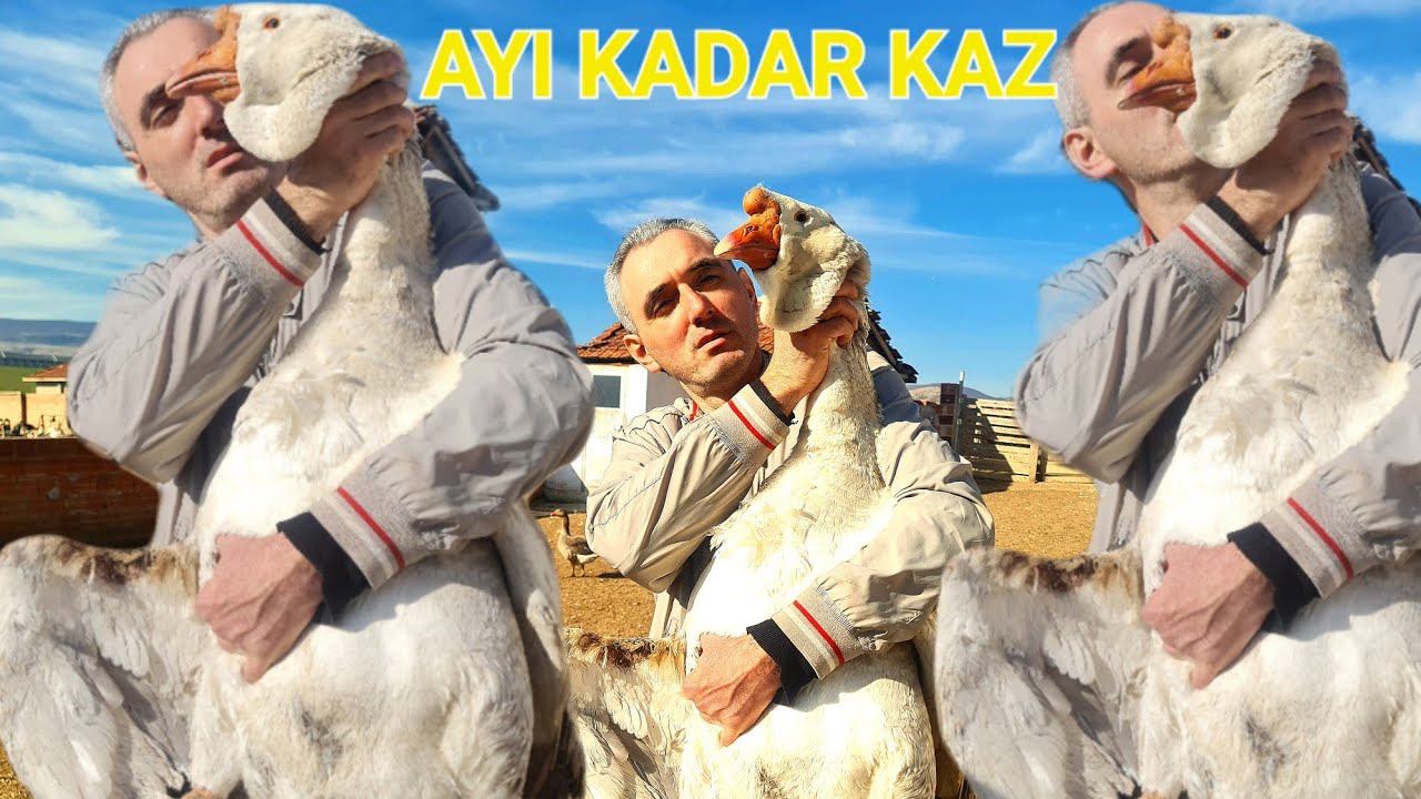 BU İŞTE ÇOK PARA VAR💯KENDİ İŞİNİN PATRONU OLMAK MI İSTİYORSUN,AL SANA FIRSAT!#çorumkazı #kazcılık