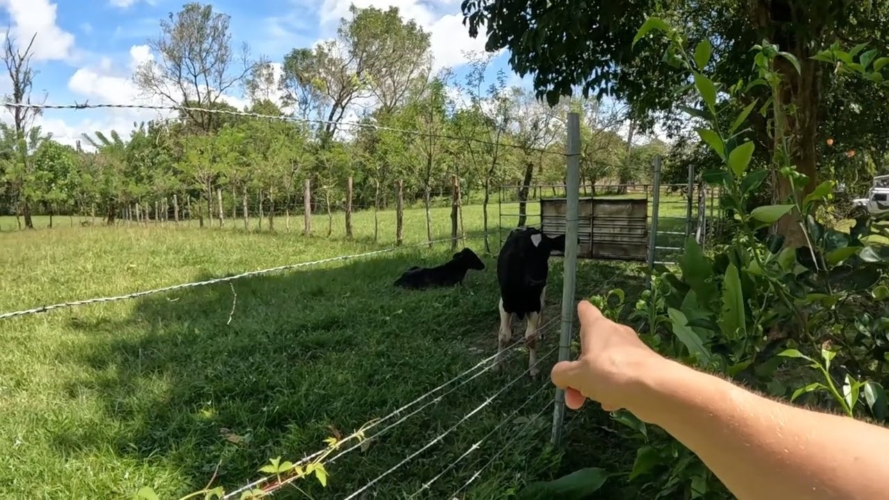 New Animals on the Homestead!