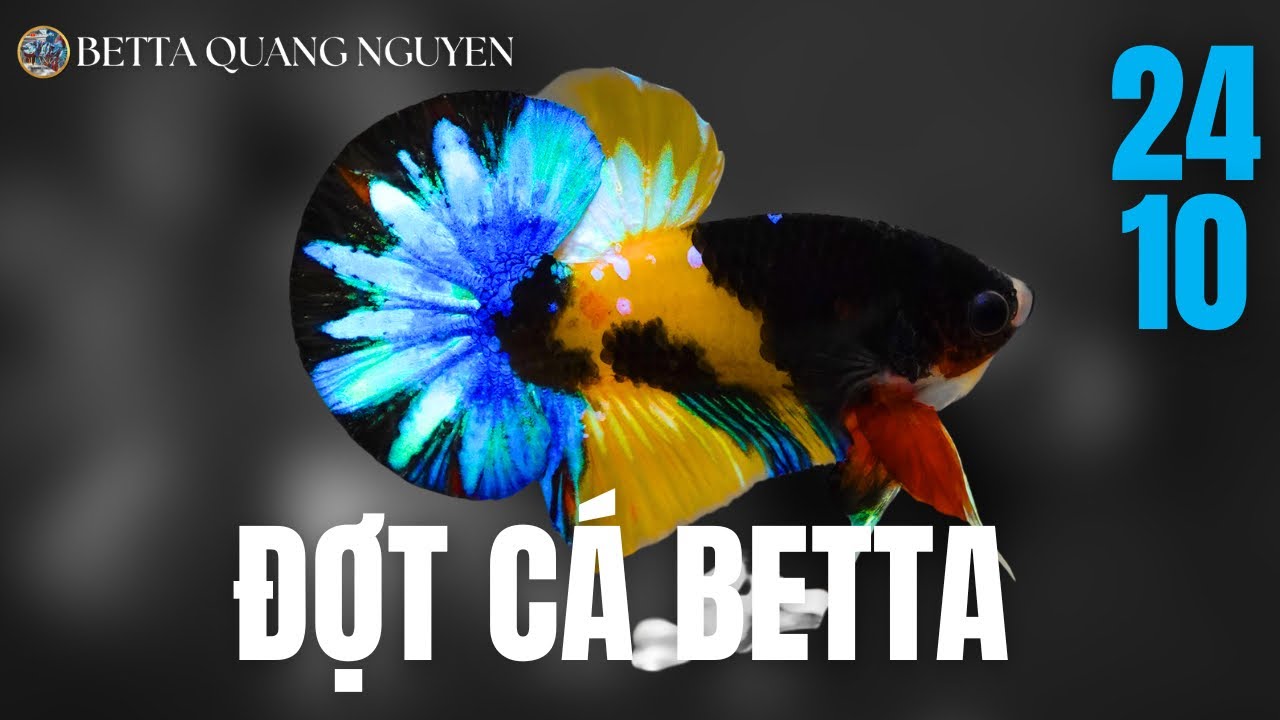Đợt cá betta Vip ngày 24/10 - Blackbase, Yellow Multi, Red Multi