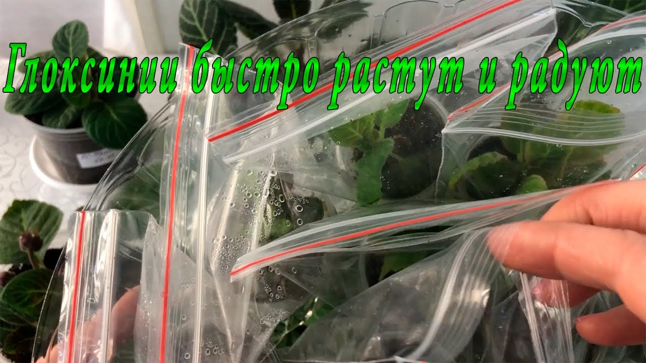 Глоксинии быстро растут и радуют