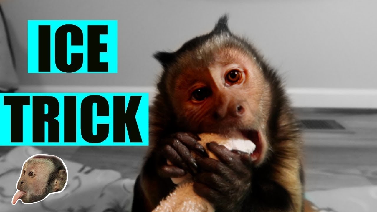 Capuchin Monkey Ice Trick!