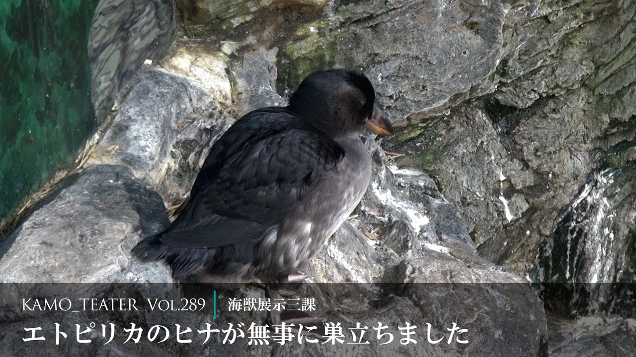 【鴨川シーワールド 】KAMO_THEATER　Vol.289
