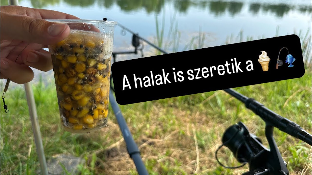 Fagyival🍦 a legnagyobb pontyra vagy amúrra, a Tisza HE nyárindító horgászversenyén,Alcsi Holt-Tisza🎣