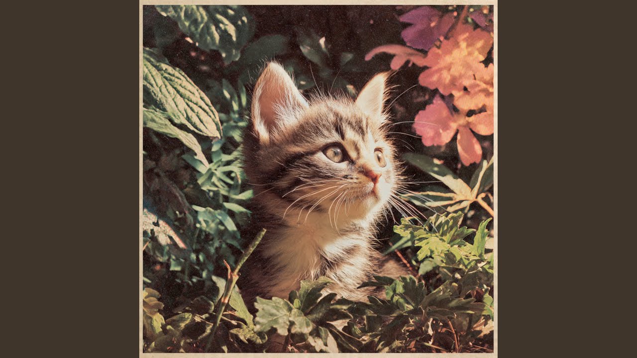 Un Gatito Tierno