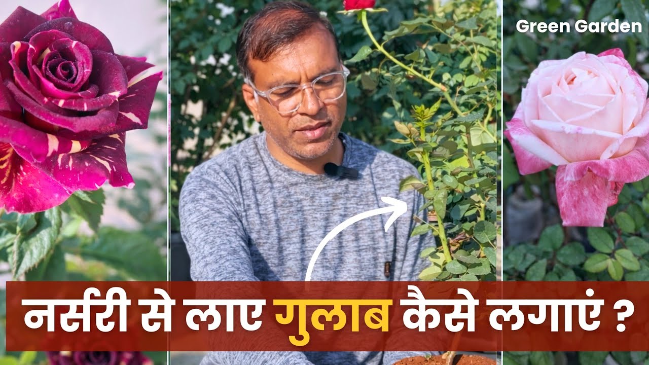 Nursery Rose Repotting Guide