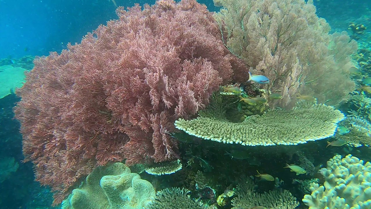Dive Raja: Mikes Point