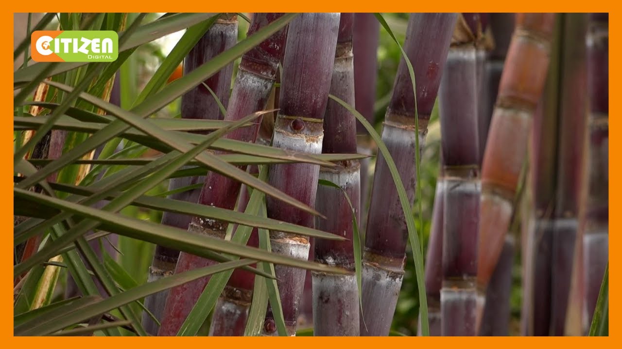 Munya announces new sugarcane price